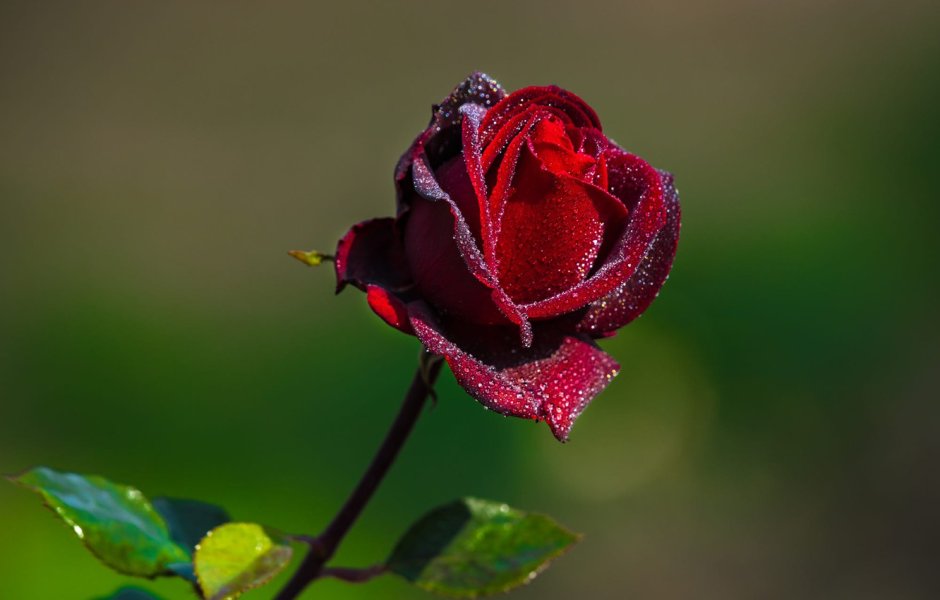 Красивые бордовые розы