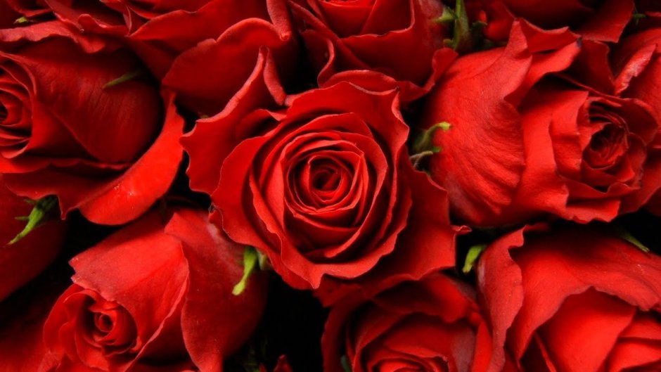 Бордовые розы фото