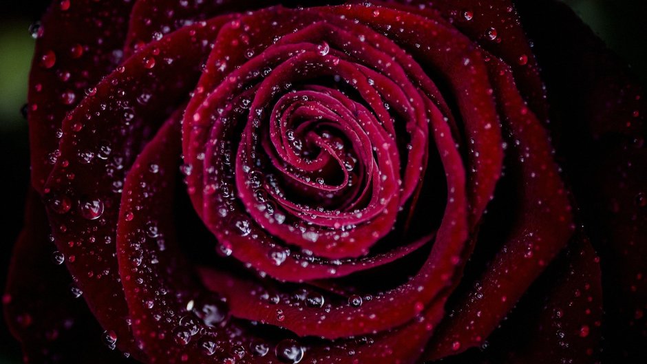 Темы красная роза