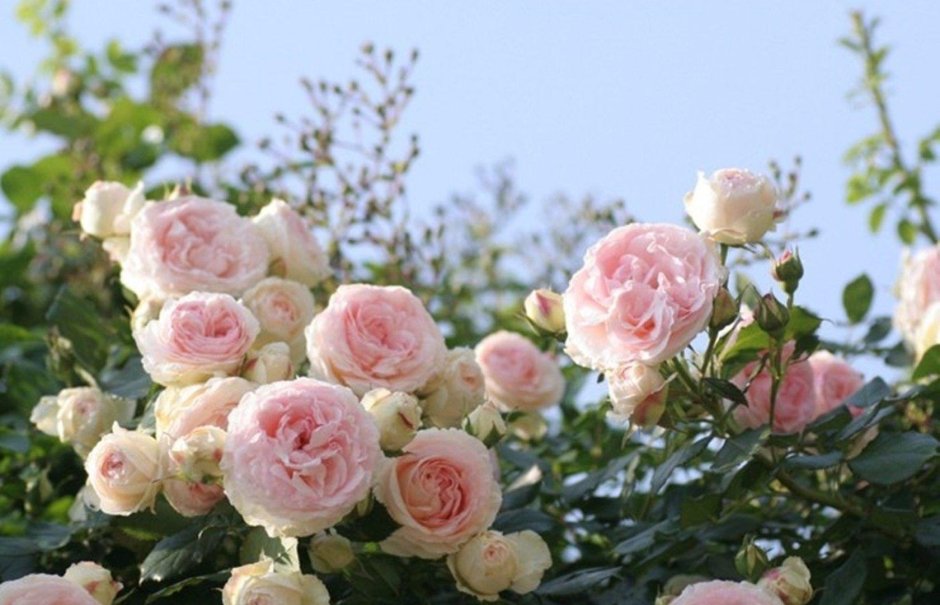 Пионовидная плетистой розы