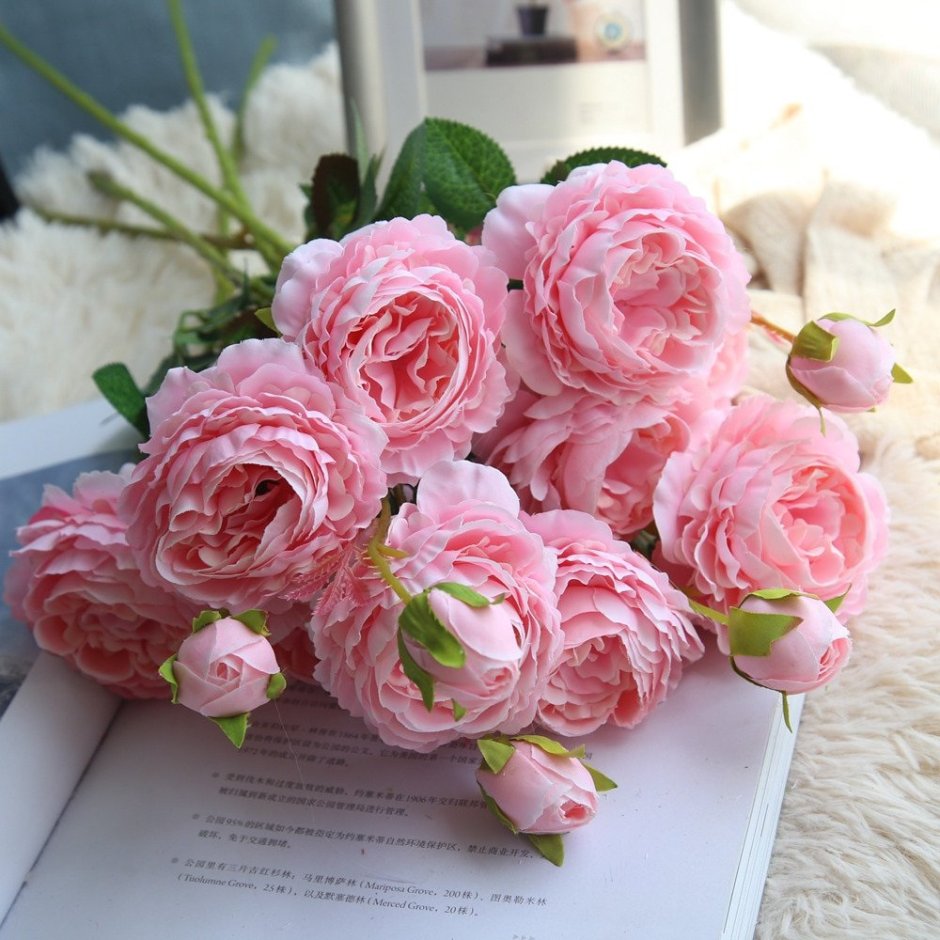 Роза пионная розовая