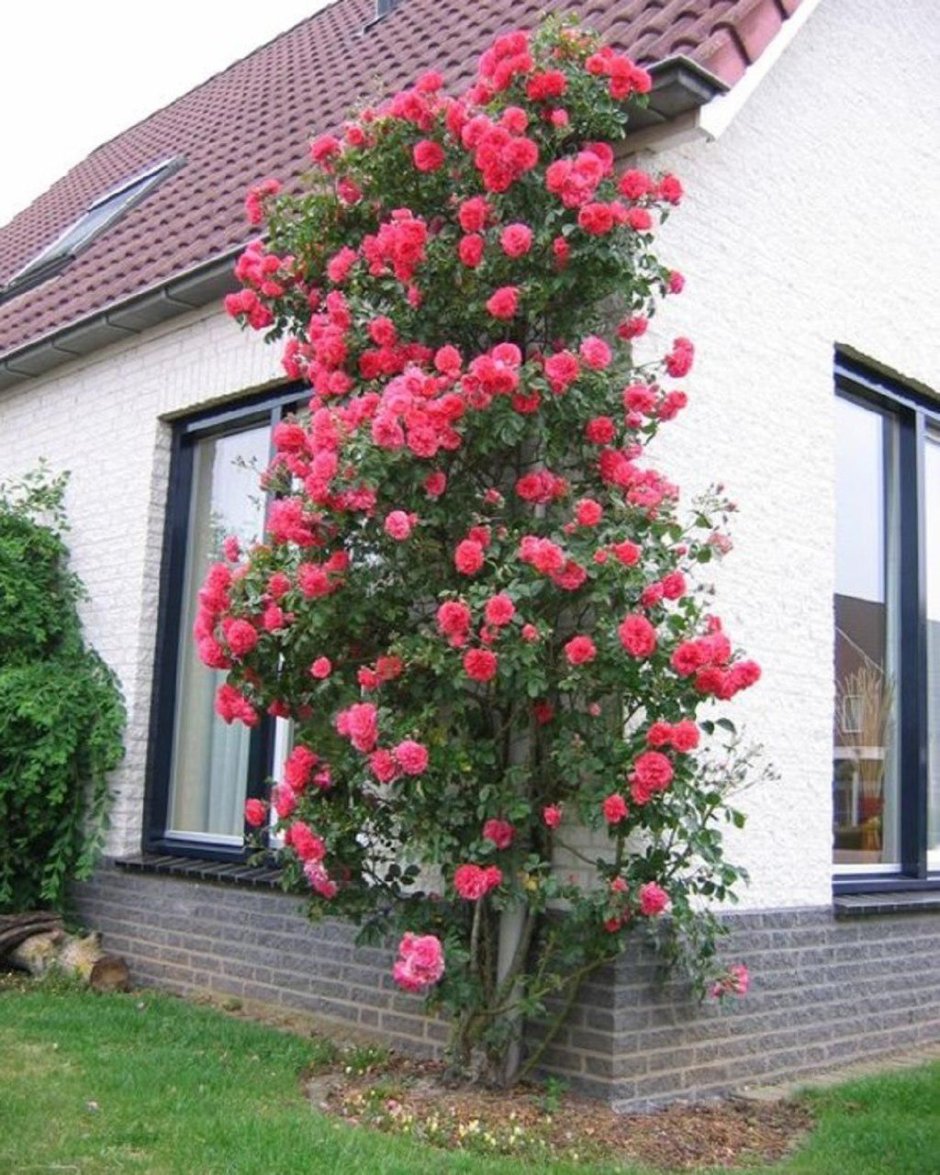 Роза Shropshire lad