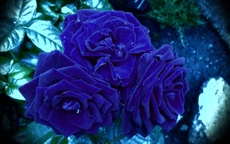 Самые красивые и необычные розы