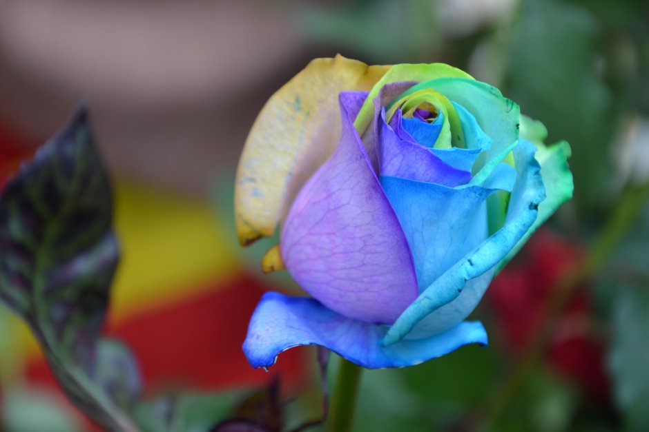 Роза трехцветная сорта