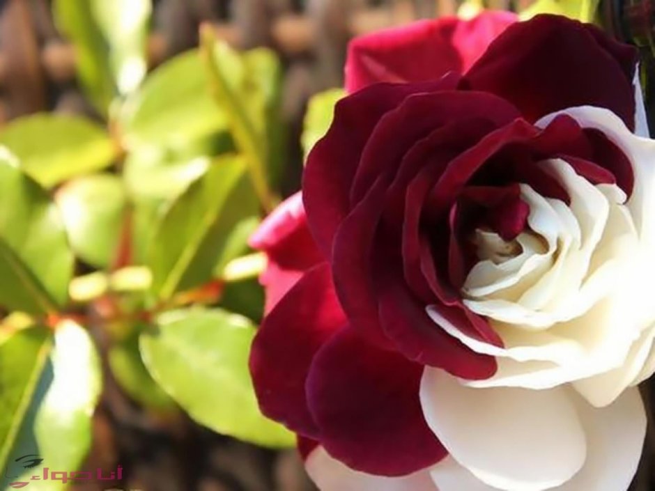 Rainbow Rose (Радужная роза)