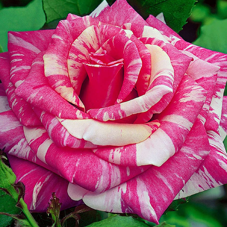 Семена Осирия Рубиновая роза