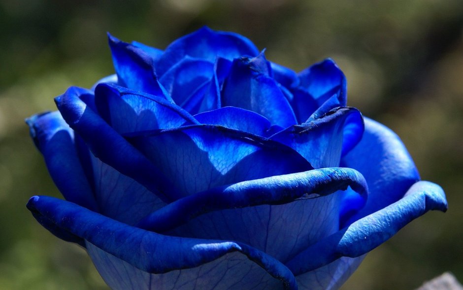Голубая роза Сантори аплоз