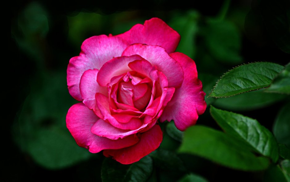 Розы самые красивые сорта в мире
