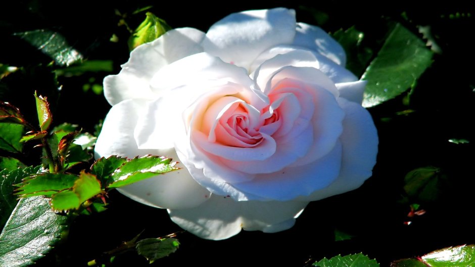 Самая красивая роза на земле