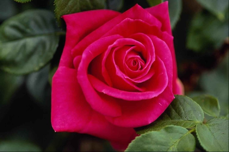 Розы грандифлора розовые