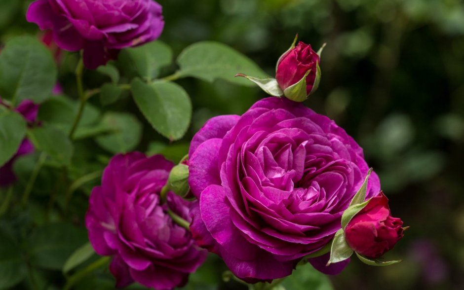 Биг перпл big Purple роза