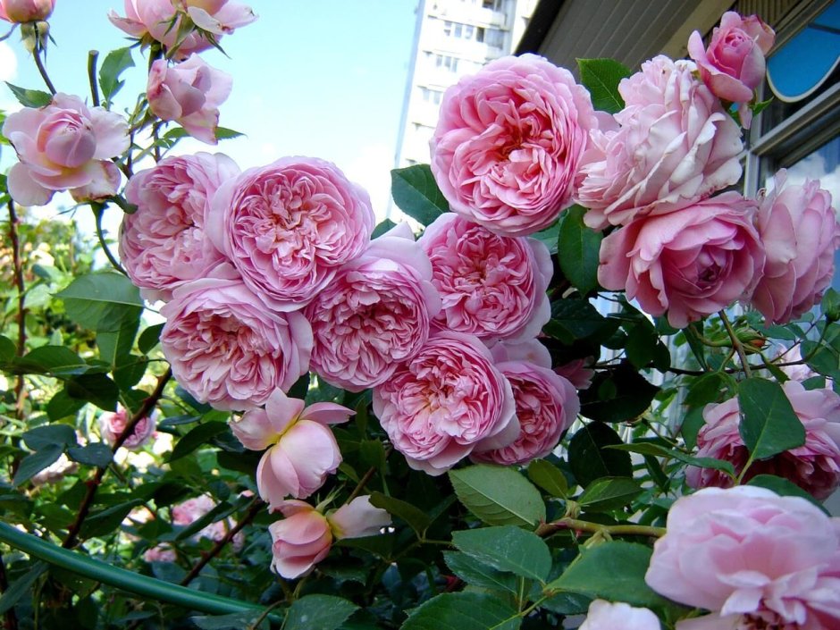 Японская роза Мияби