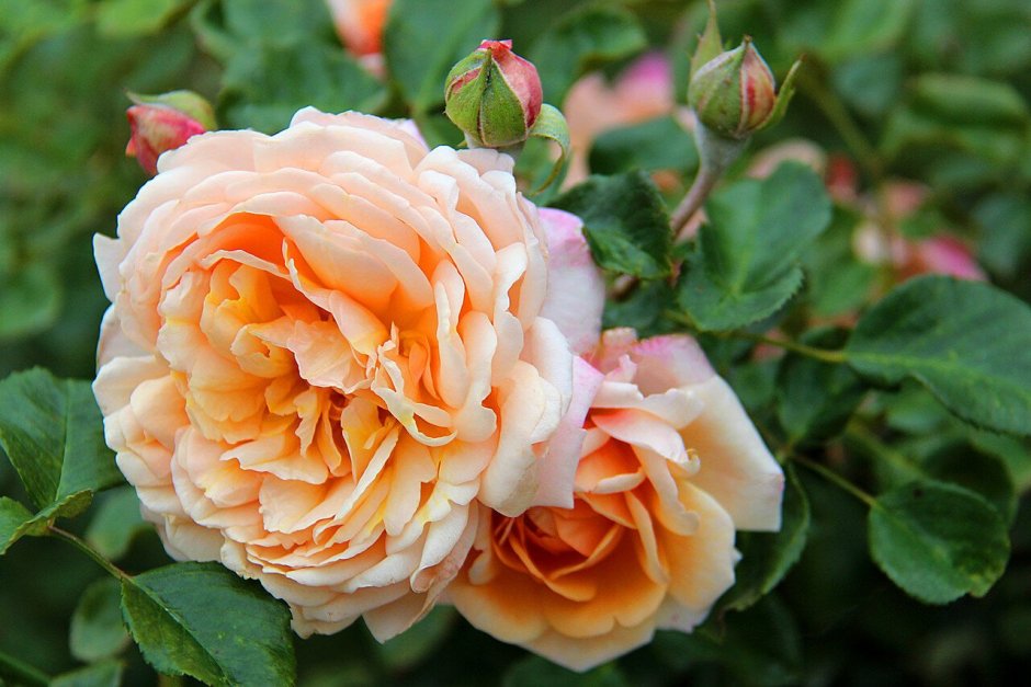 Роза Салмон шраб