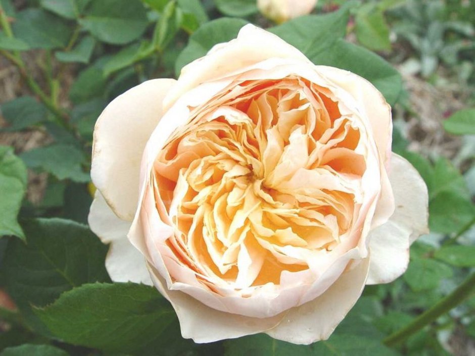 Пионовидные розы Дэвид Остин