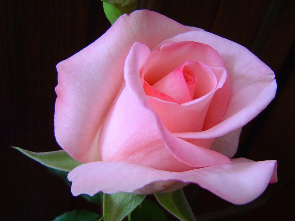 Одна розовая роза