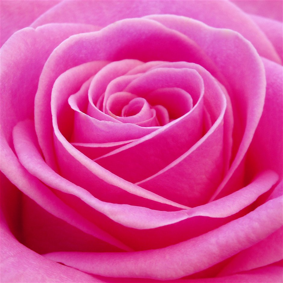 Розовые розы на аватарку