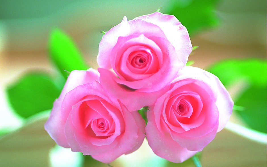 Три розовые розы