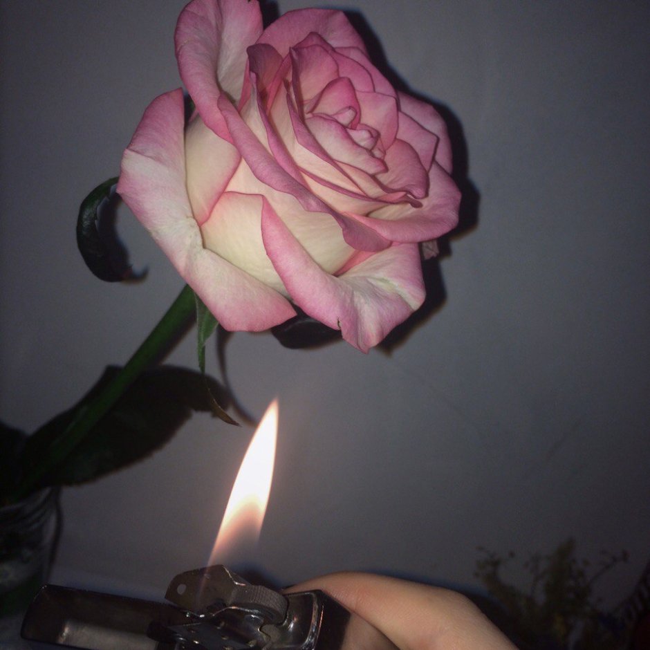 Розы сохраненки