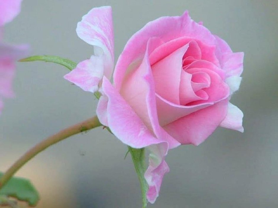 Одиночные розовые цветки