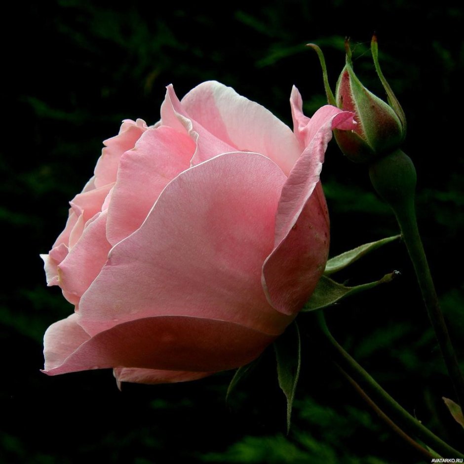 Нежно розовые розы бутон