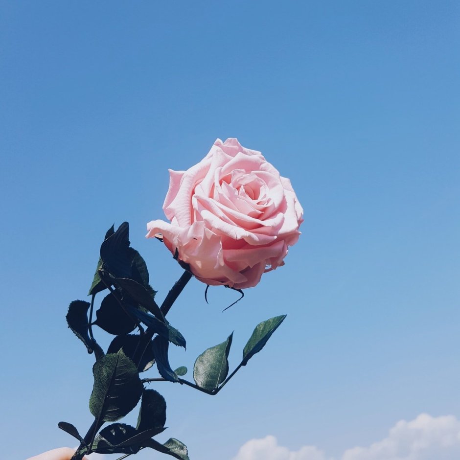 Розовая розы для эстетики
