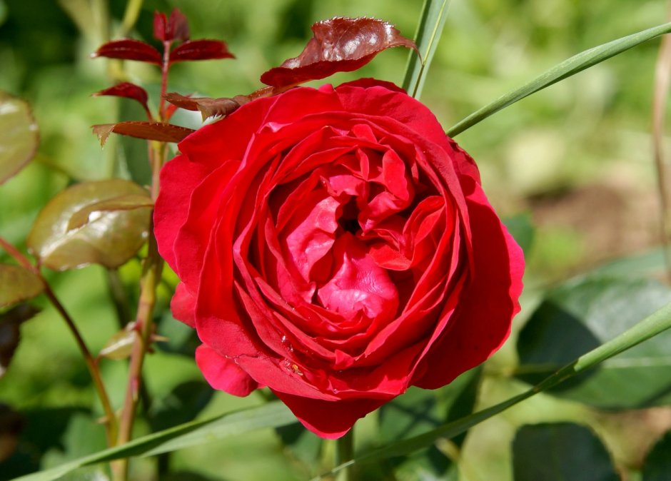 Franc Marzotto Caotorta роза