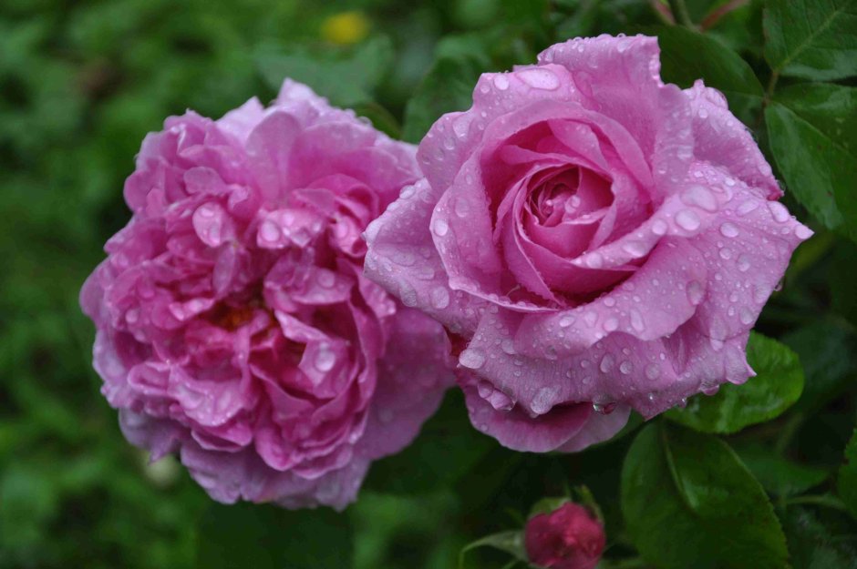 Madame Boll роза
