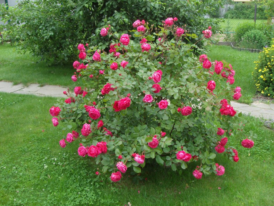 Кэмпфайр роза канадская
