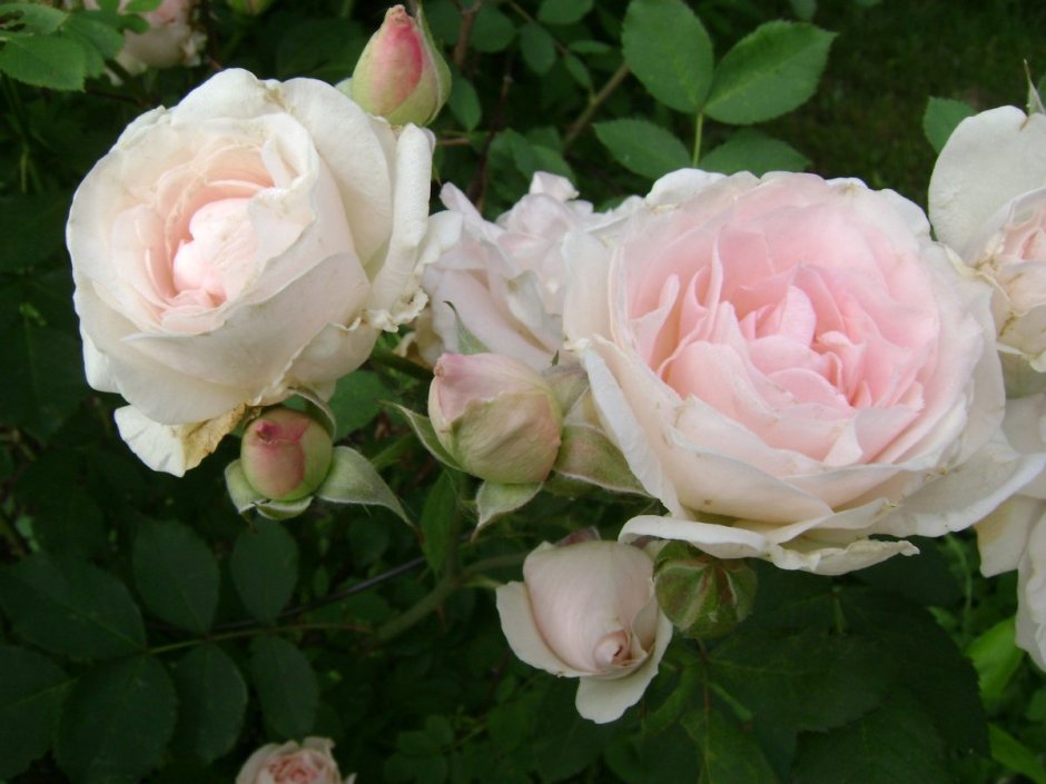 Канадская роза Alexander Mackenzie