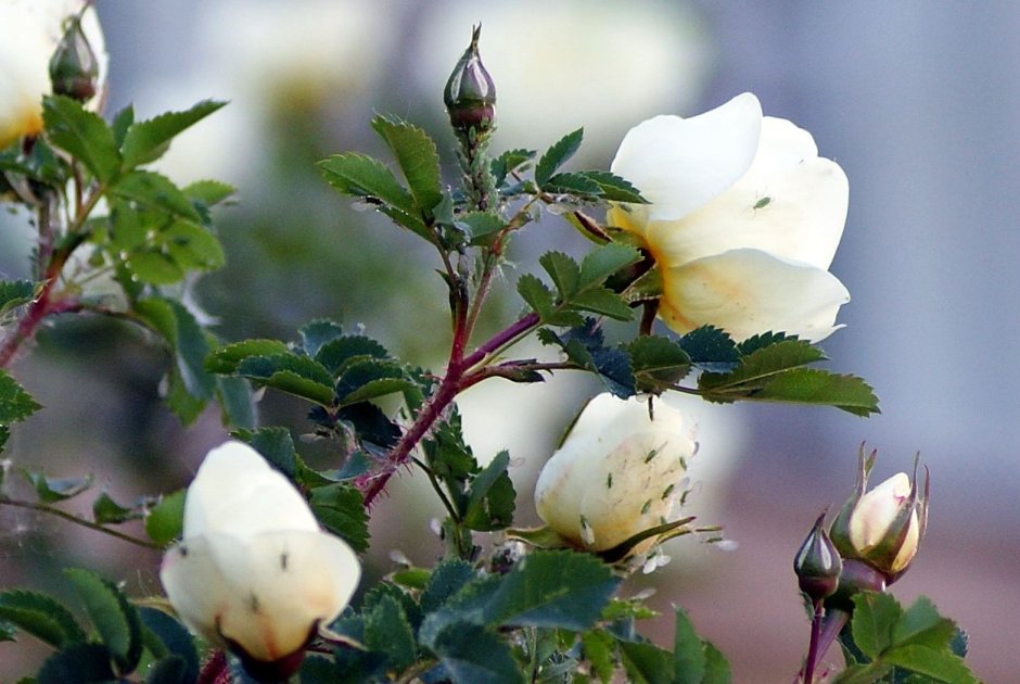 Роза шиповник белая