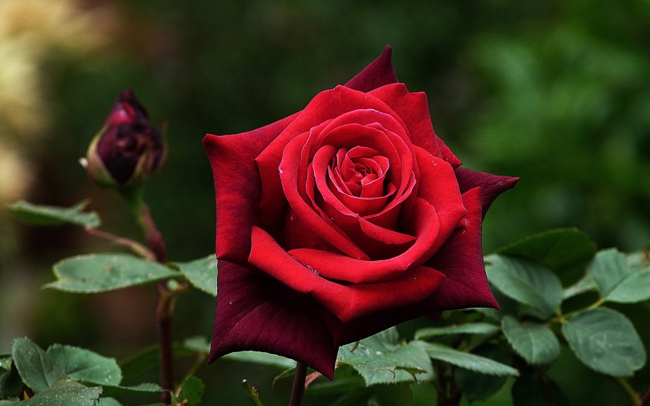 Красивая роза с шипами