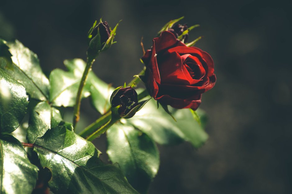 Куст розы с шипами