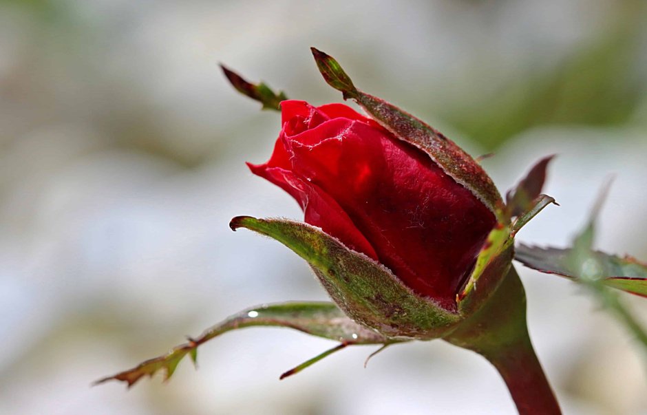 Нераскрывшийся бутон розы