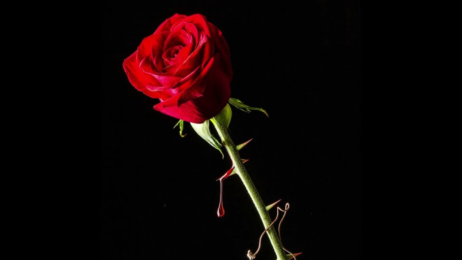 Красная роза с шипами