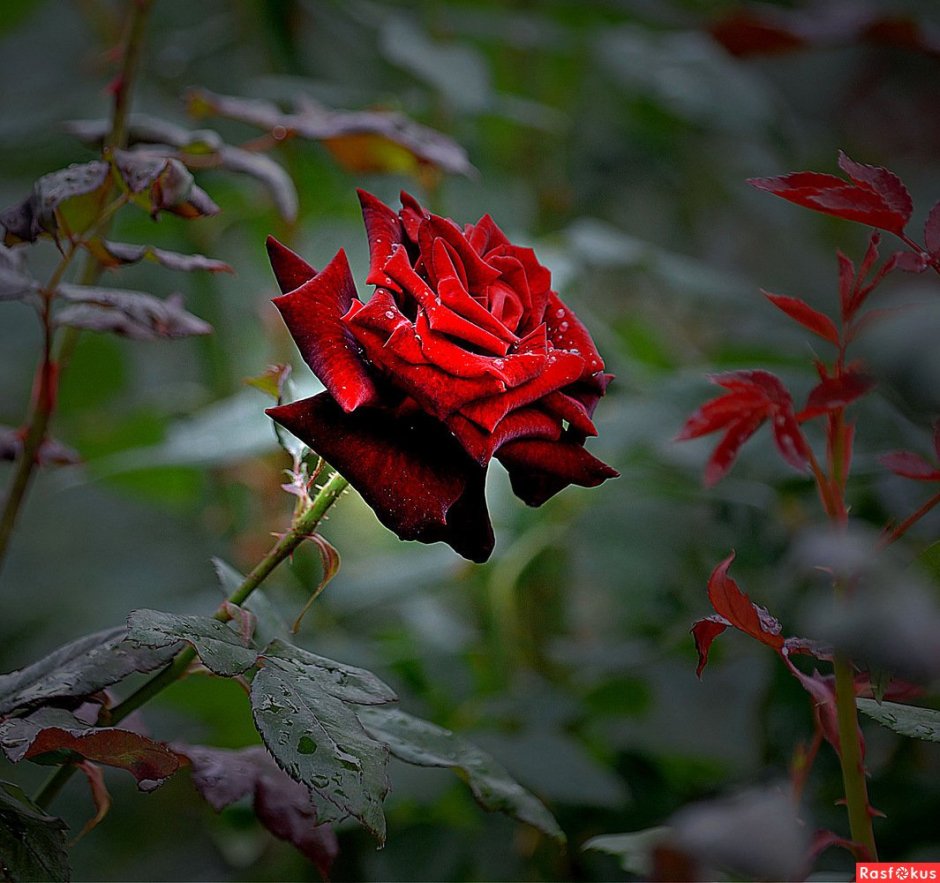 Колючая красная роза
