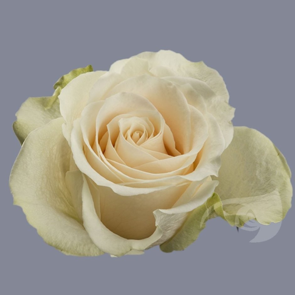 Венделла роза Эквадор
