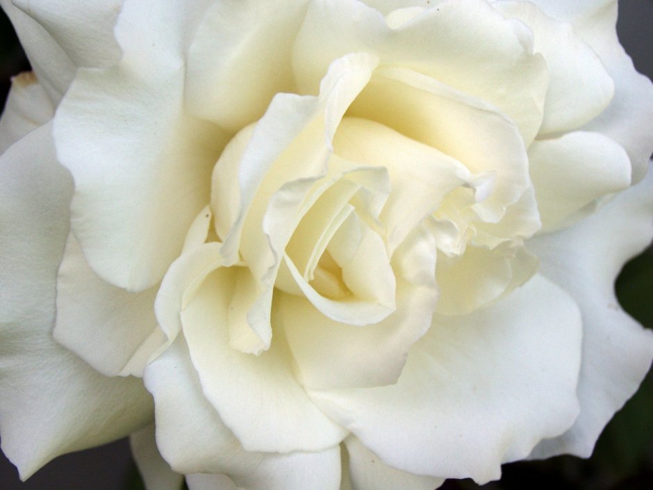 Белая роза с чуть розоватой серединой