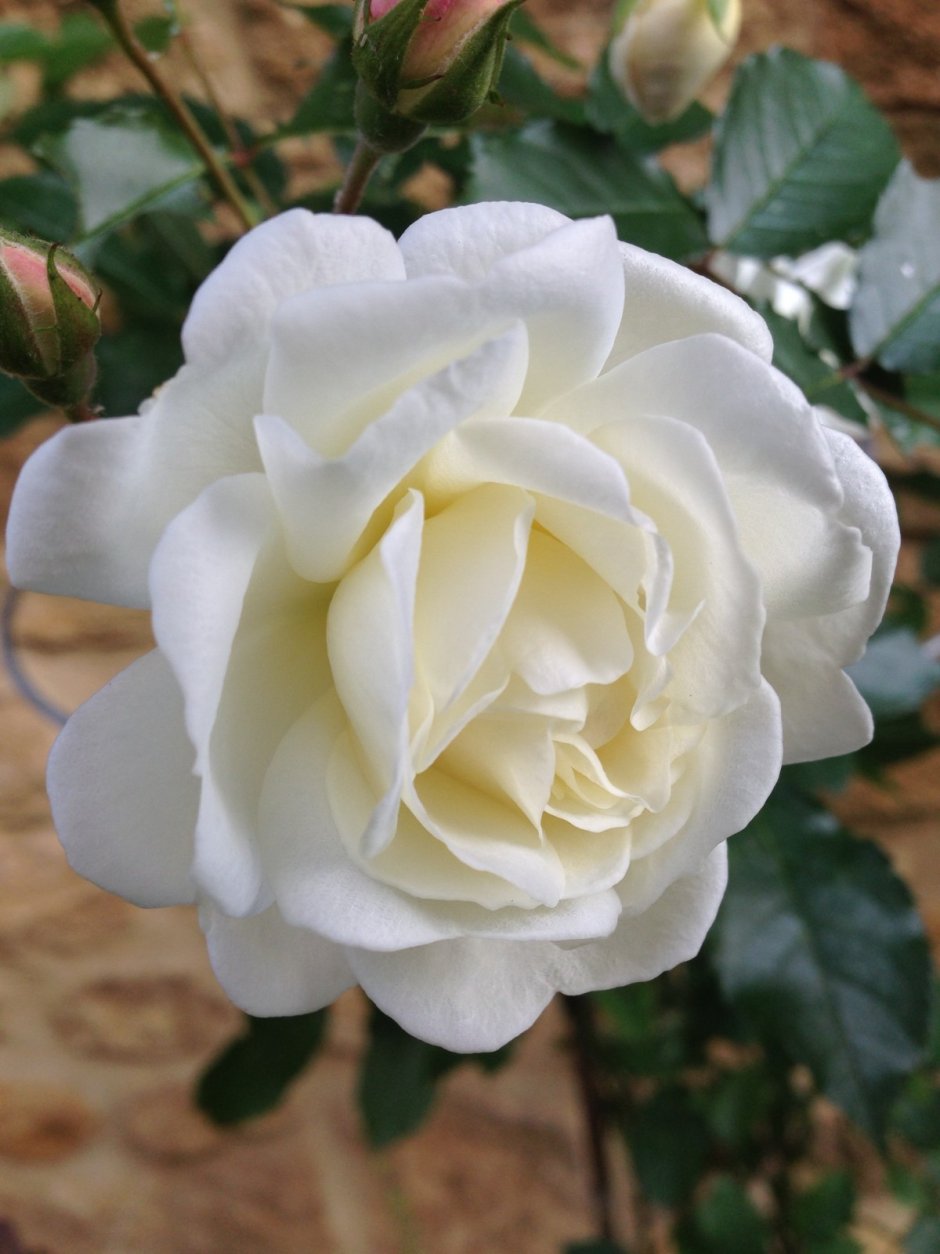 Розы цвета айвори
