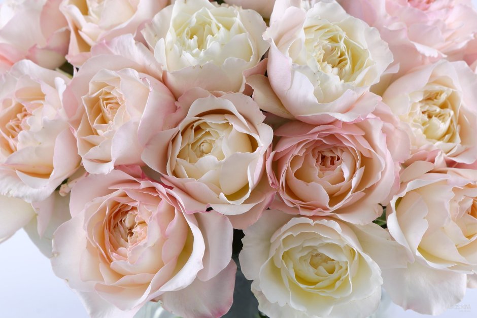 Букет невесты с розами айвори