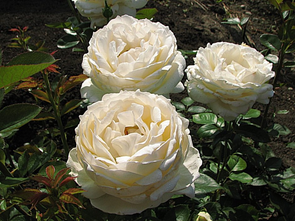 Белая роза с кремовой серединкой
