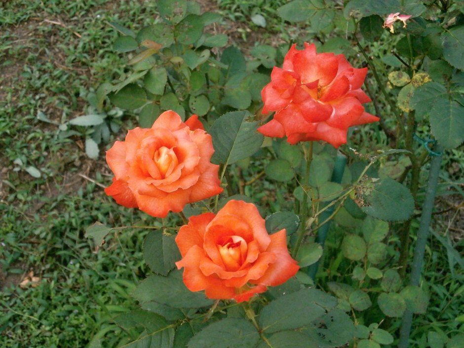 Роза флорибунда морковная