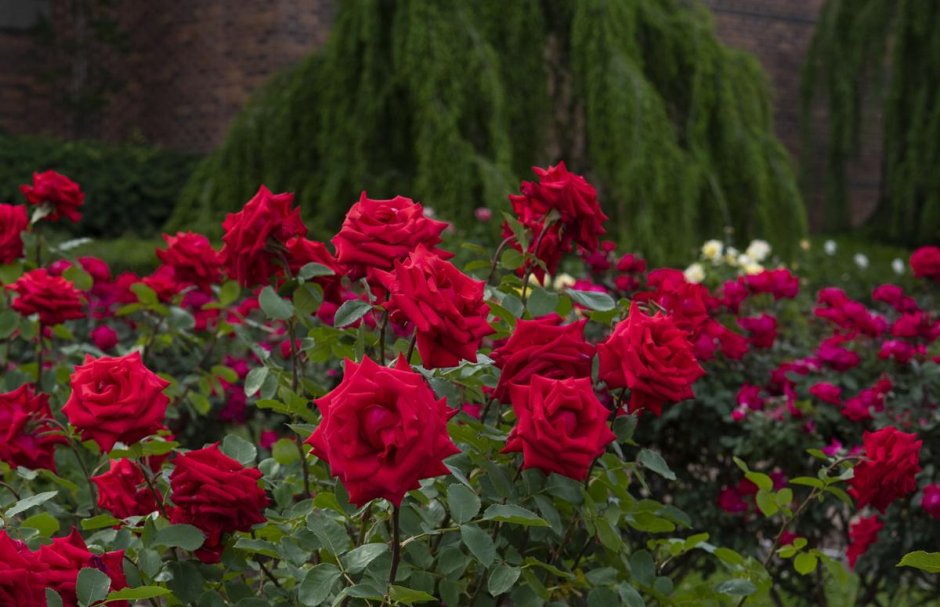Роза Адажио в саду