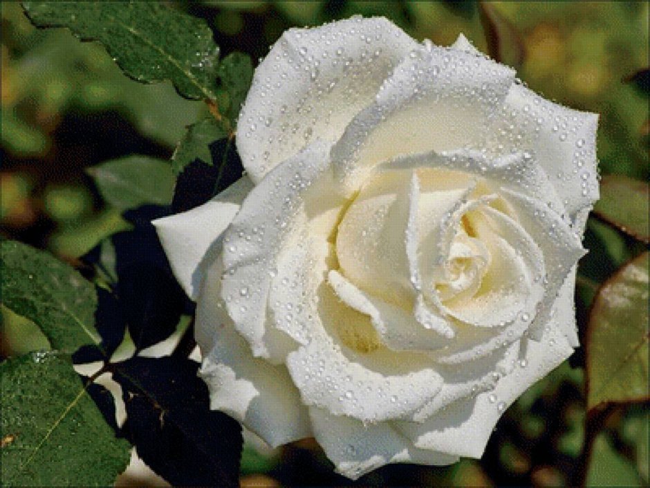 Розы чайно гибридные белый шоколад