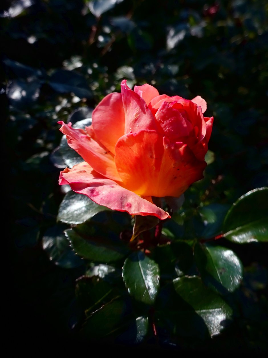 Алая роза в росе