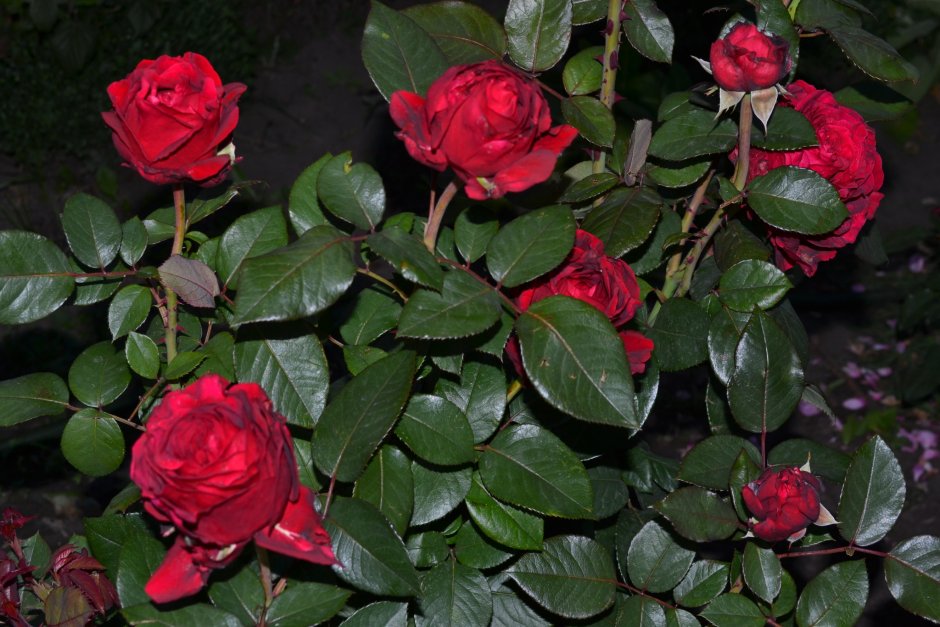 Роза роз де Катро вант