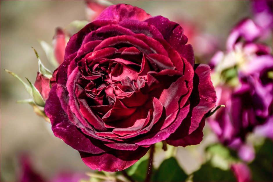 Bordeaux роза