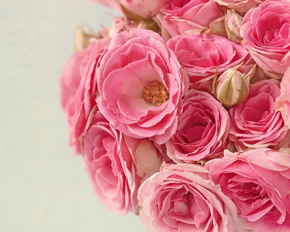 Пионовидная роза нежно розовая