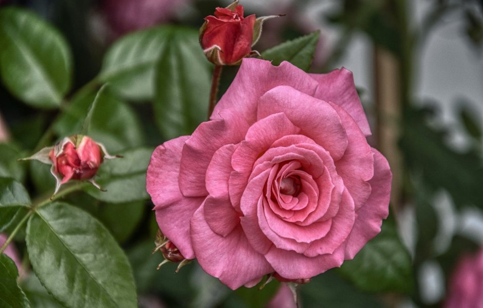 Роза чайно-гибридная Эйфель Тауэр