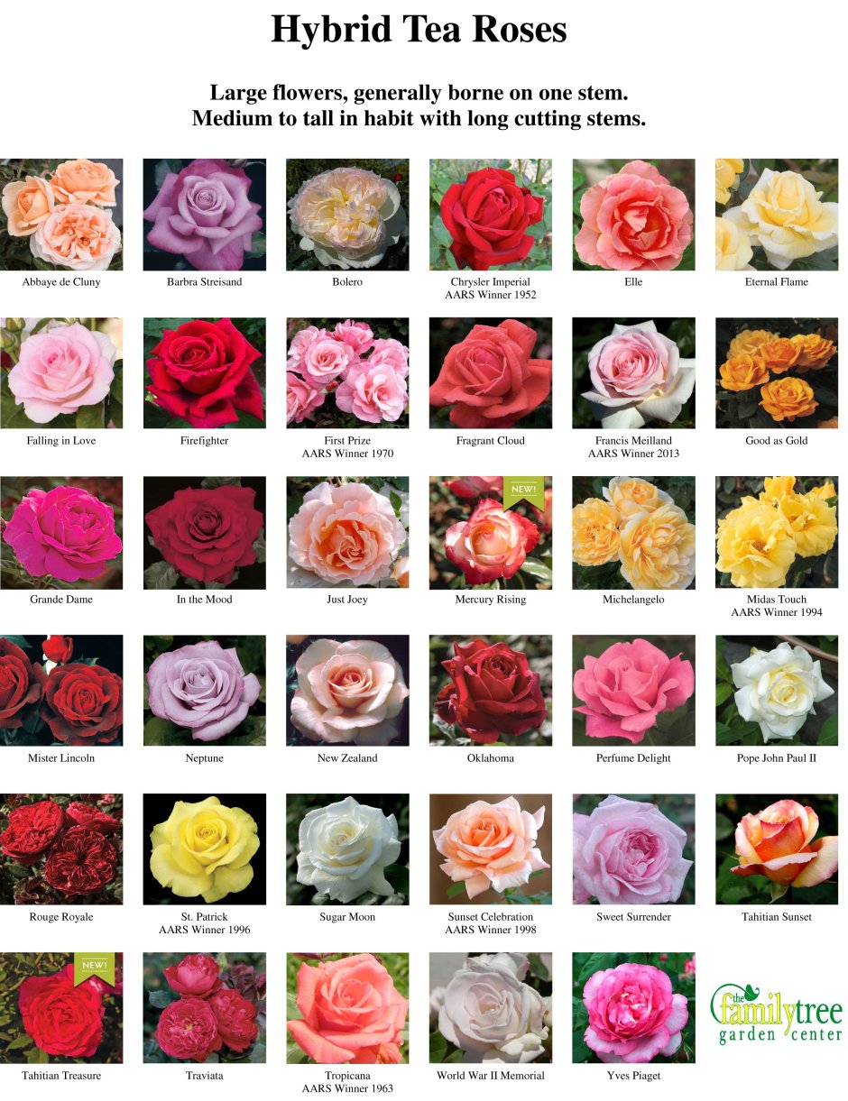 Сорта роз Эквадор