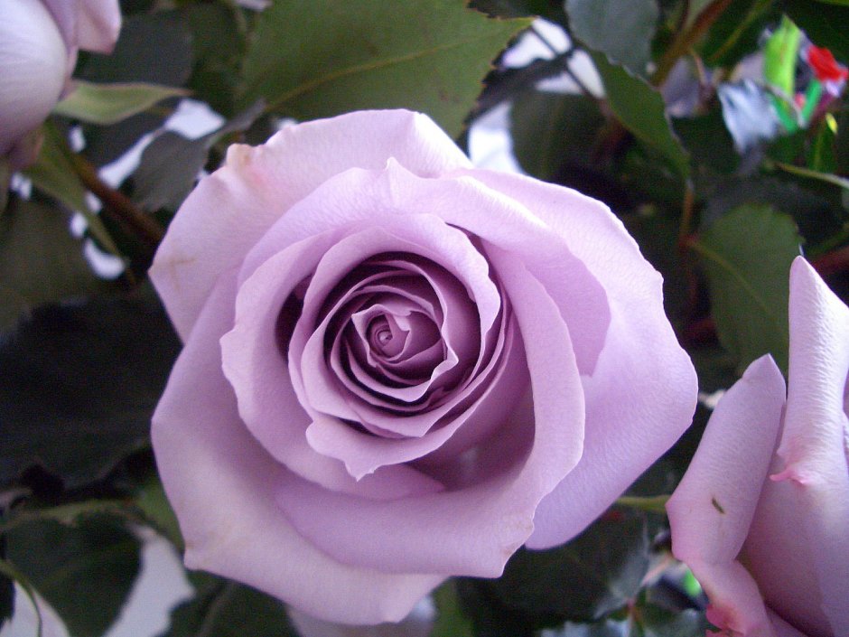 Роза Эквадор сорта сорта